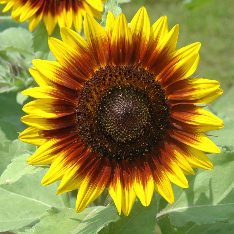 Sunflower Ring of Fire Seed Seeds
