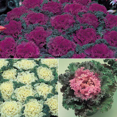 Ornamental Kale Home Garden Collection F1 Seed Seeds