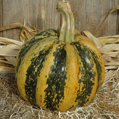 Squash American Tondo Seed Seeds