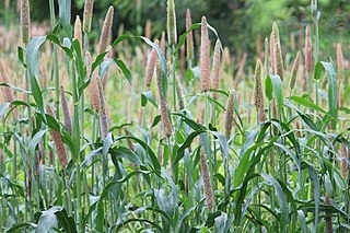 Pearl millet