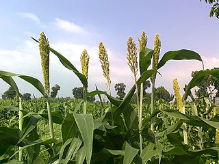 Broom corn sorghum