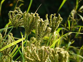 Finger millet