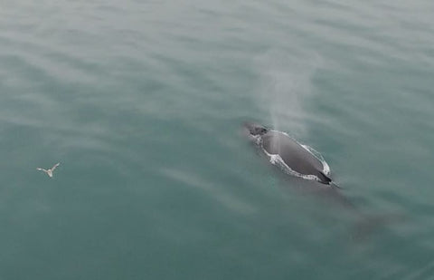 Svalbard Svalbardi Water Humpback Whale Isfjorden Wildlife