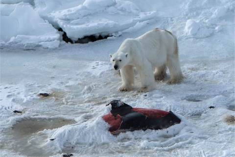 Svalbard polar bear feeds on dolphin carcasses Population of polar bears
