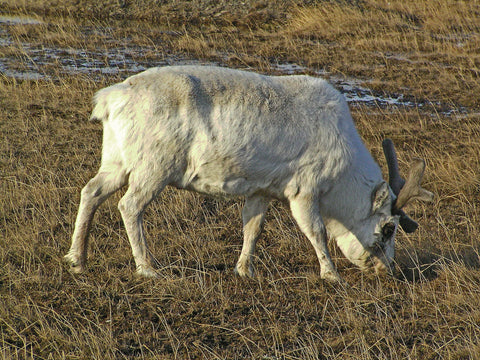 Svalbard reindeer food freezing change