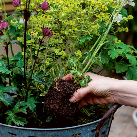 Small Summer Gardens