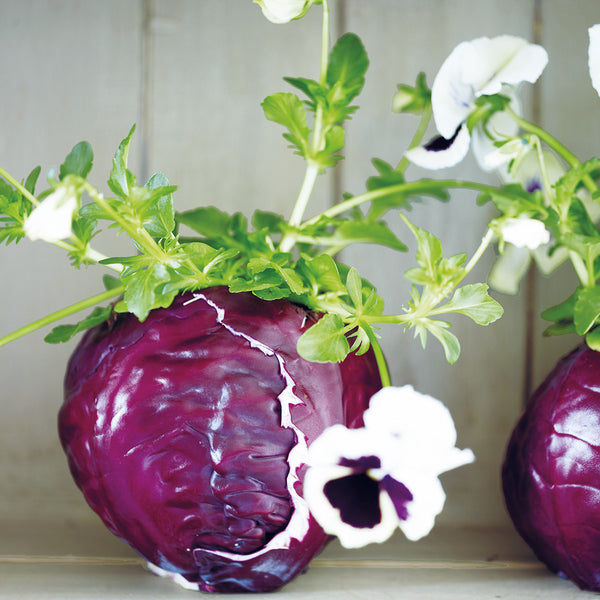 Red cabbage vase