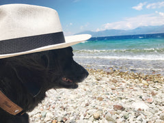 Shark on the beach