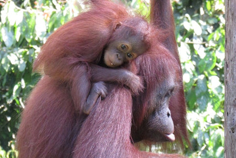 baby-orangutan-with-mother