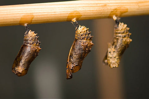 butterfly-pupa-in-dormant-stage