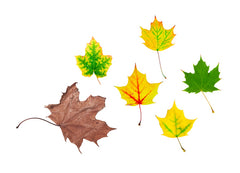 leaf-life-cycle