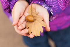 brown-oak-leaf