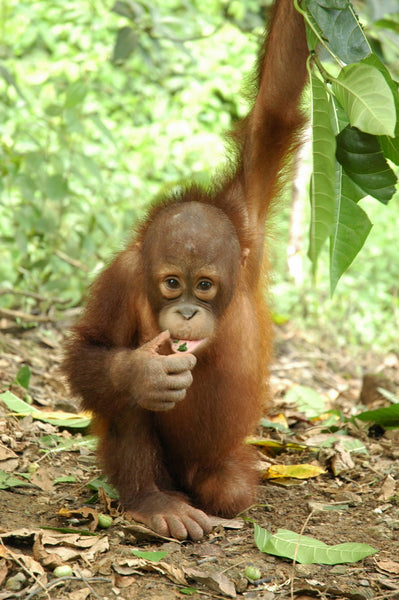 nary-orangutan