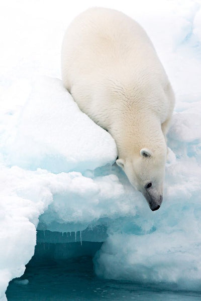 polar-bear-hunting-ice