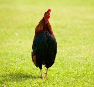 Crowing rooster in a field of green grass