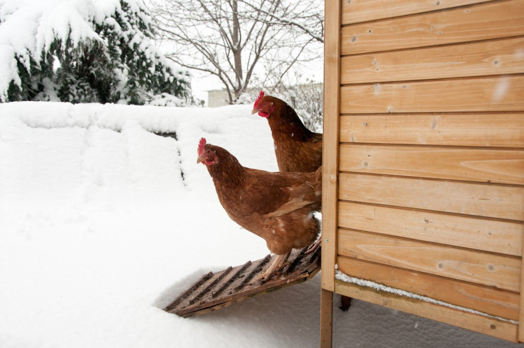 Wooden coop and a couple hens poking out, looking at the snow