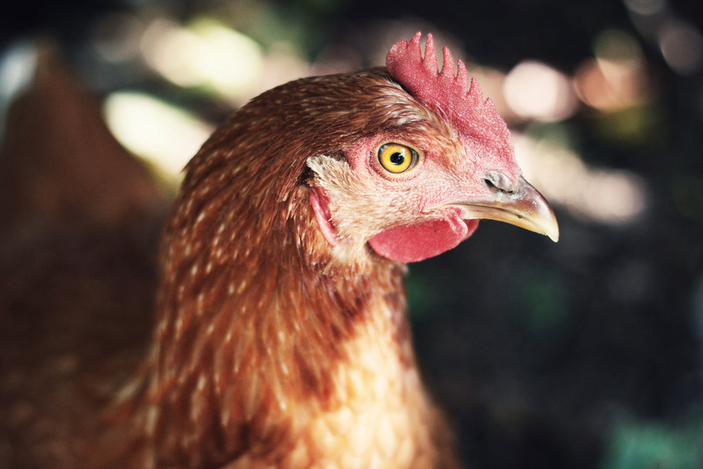 A brown hen