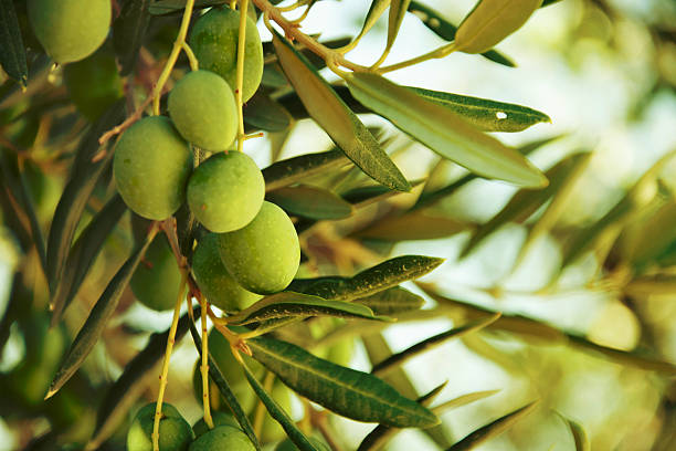 olive-oil-green-olives-on-tree-organic