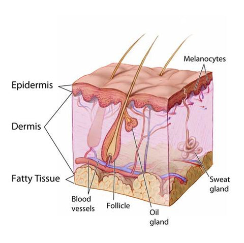 Anatomy of the Skin - Skin Absorption