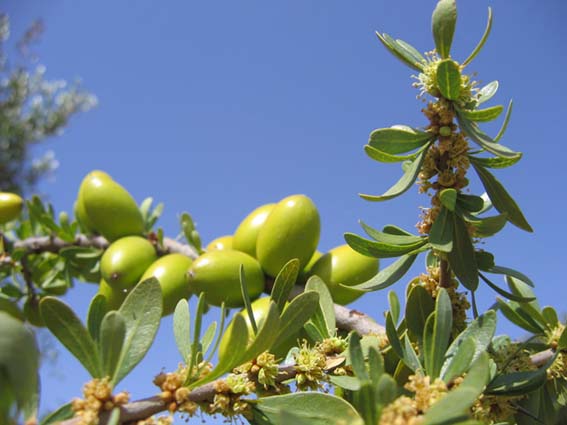 argan-fruit-on-tree-morocco
