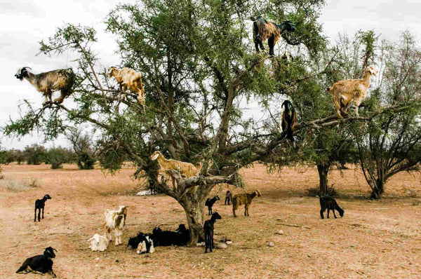 argan-oil-tree-goats-morocco-africa-organic