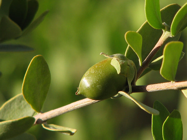 green-jojoba-oil-nut-on-plant