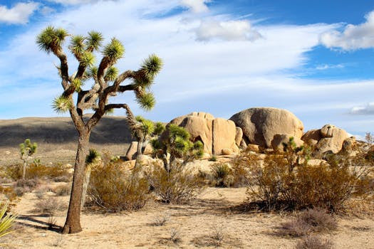 joshua-tree-national-park-mojave-desert-rocks-landscape