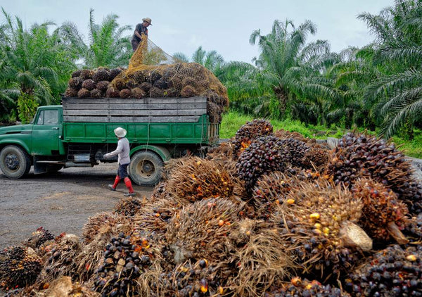 palm-oil-deforestation-climate-change