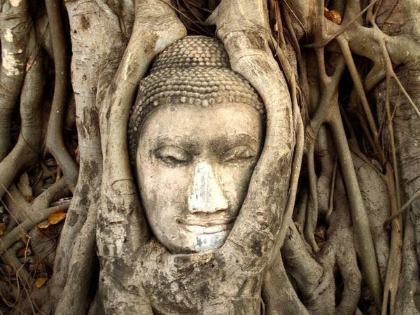 buddha-tree-art-asia-spiritual-how-to-meditate