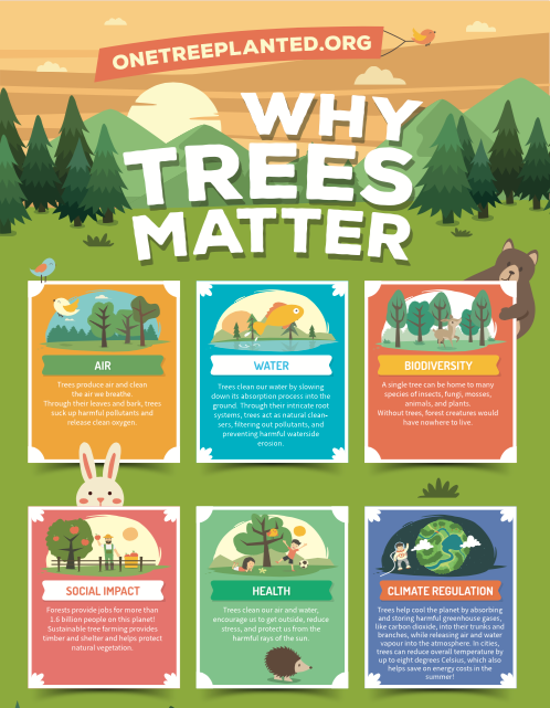 why-trees-matter-infographic-fight-climate-change