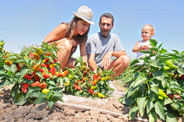 Bild Maria Solivellas und Joan Adrover zusammen auf dem Paprikafeld der Finca Sa Teulera © Oliver Brenneisen