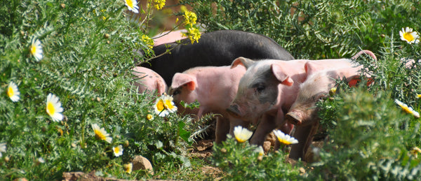 Traditionelle Mallorquinische Schweine sorgen für natürlichen Dünger auf den Feldern