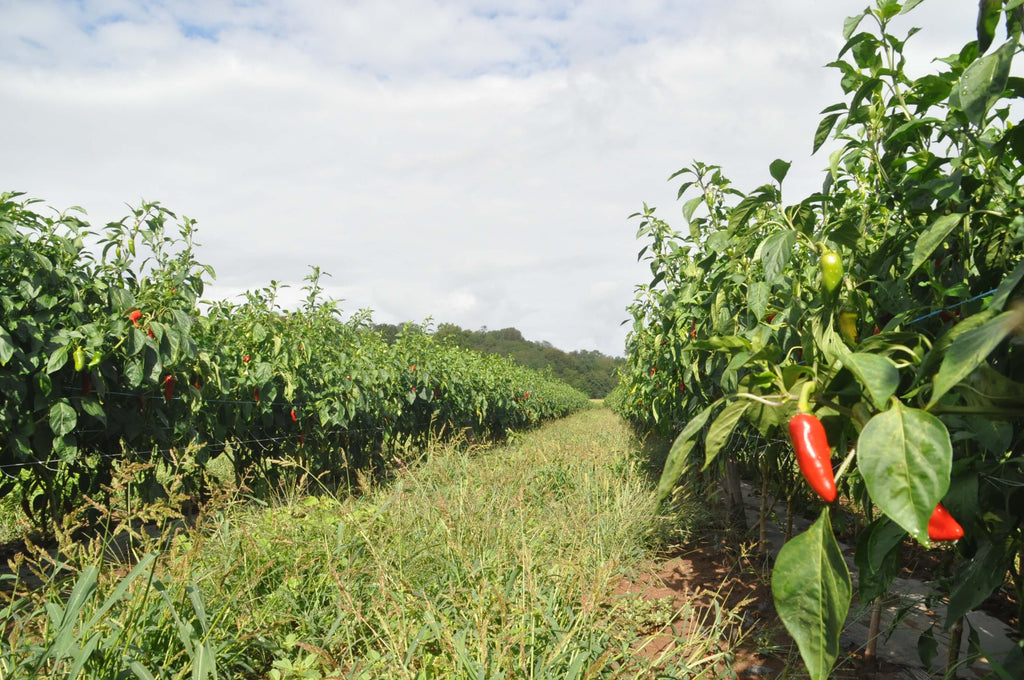 Feld mit reifen roten Chili-Schoten im französischem Baskenland