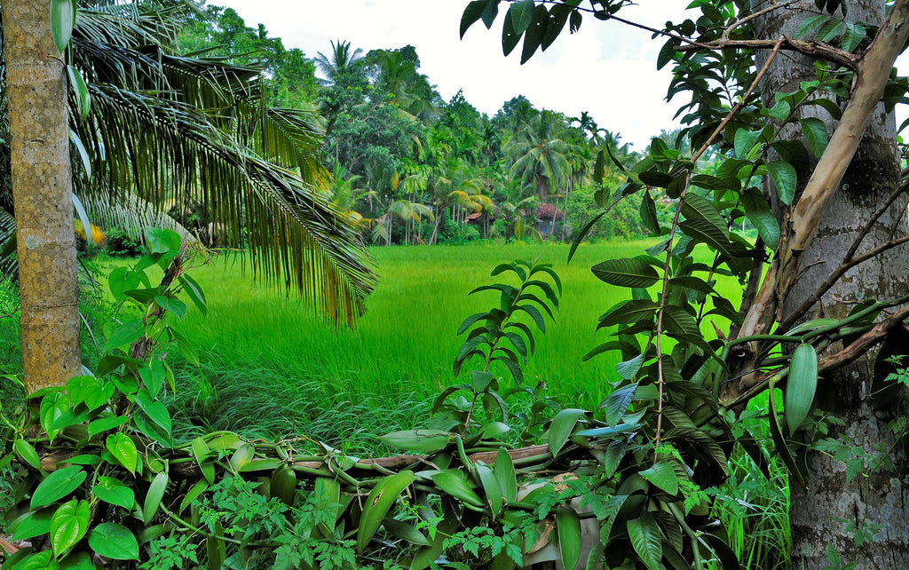 Leuchtend grüne Felder der Kooperative Podie in Sri Lanka