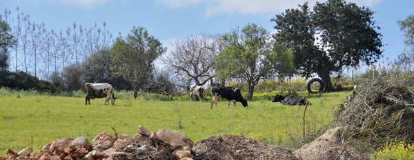 Kühe auf der Öko Finca Sa Teulera in Petra Mallorca