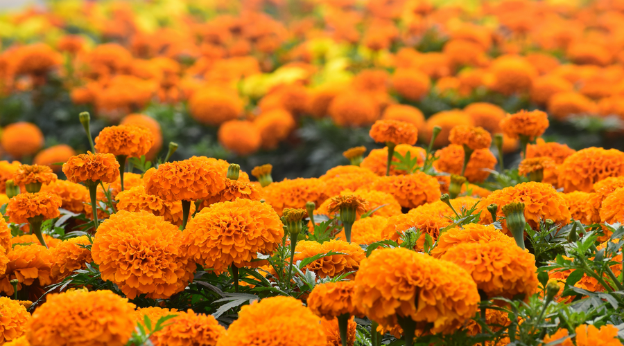 Lutein from Marigold