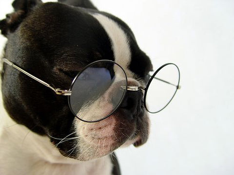 Black and white bulldog wearing round metal framed glasses