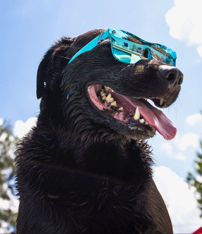 Black Labrador Retriever wearing mirrored blue sunglasses. Blue Phoenix Millena sunglasses by Blenders Eyewear