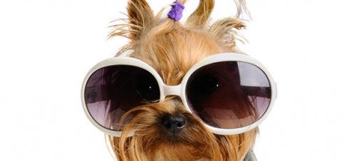 Light brown shih tzu dog wearing oversized white sunglasses