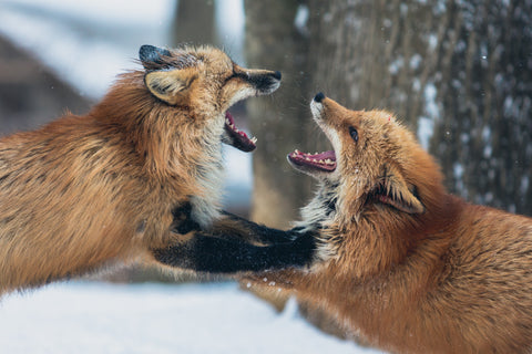 Two fox fighting in the snow. Photo by cloudvisual.co.uk on Unsplash