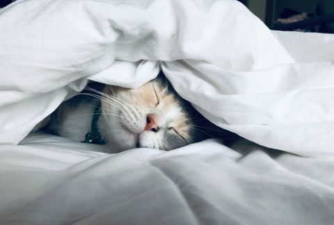 Cat sleeping under a white comforter. Photo by kstonematheson on unsplash