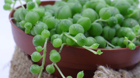Returns? Easy Peasy! String of Pearls Senecio rowleyanus (Garden Delivery / Buy Best Plants Online)
