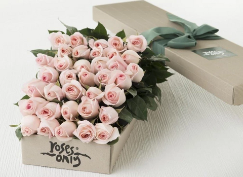 pastel pink roses