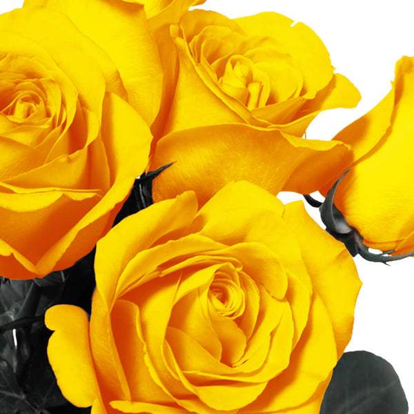 Yellow Roses