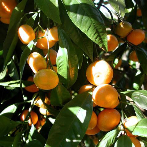 Mandarin Cold Pressed Pure Essential Oil Certified Organic