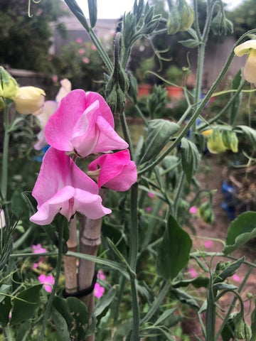 10 Holland Street Floral fabrics Gardening sweet peas