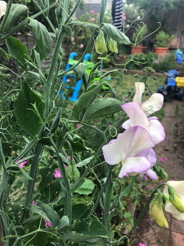 10 Holland Street Floral fabrics Gardening sweet peas