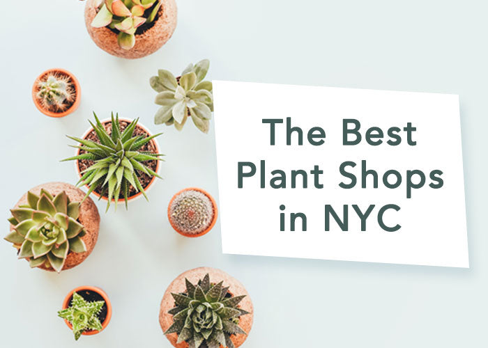 Buy plants nyc information