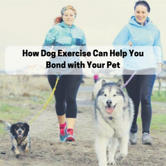 How Dog Exercise Can Help You Bond with Your Pet