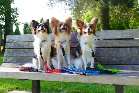 Shop for running dog leash online